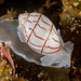 Red-lined Bubble Snail - Photo (c) Ian Shaw, all rights reserved, uploaded by Ian Shaw