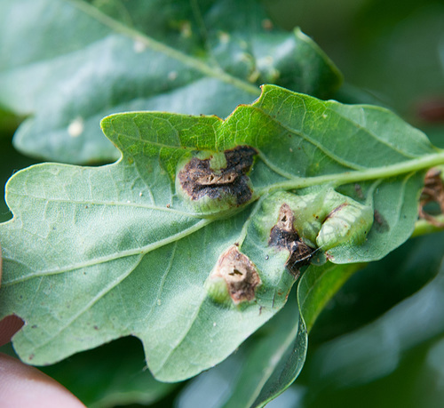 Oak Curved-leaf Gall Wasp