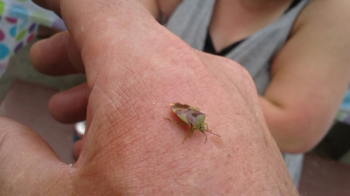 Red-cross Shield Bug