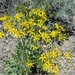 Tapertip Hawksbeard - Photo (c) Cary Fairchild, all rights reserved, uploaded by Cary Fairchild