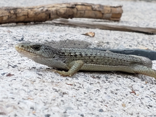 iNaturalist observation photo of Northern Alligator Lizard