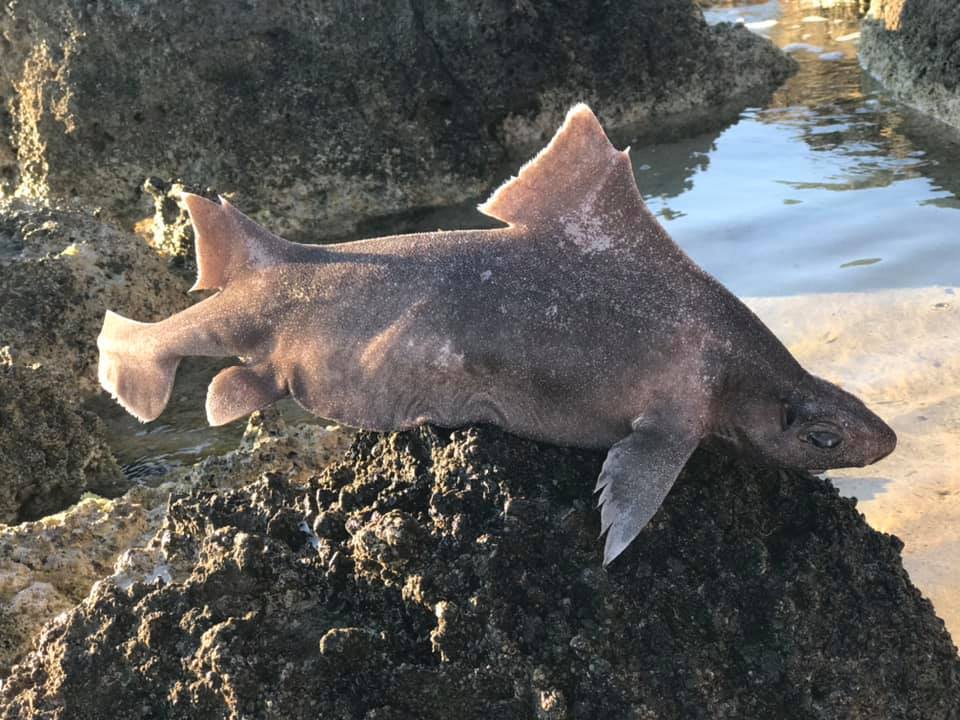 Angular Roughshark in July 2020 by iSea. Angular Rough Shark · iNaturalist