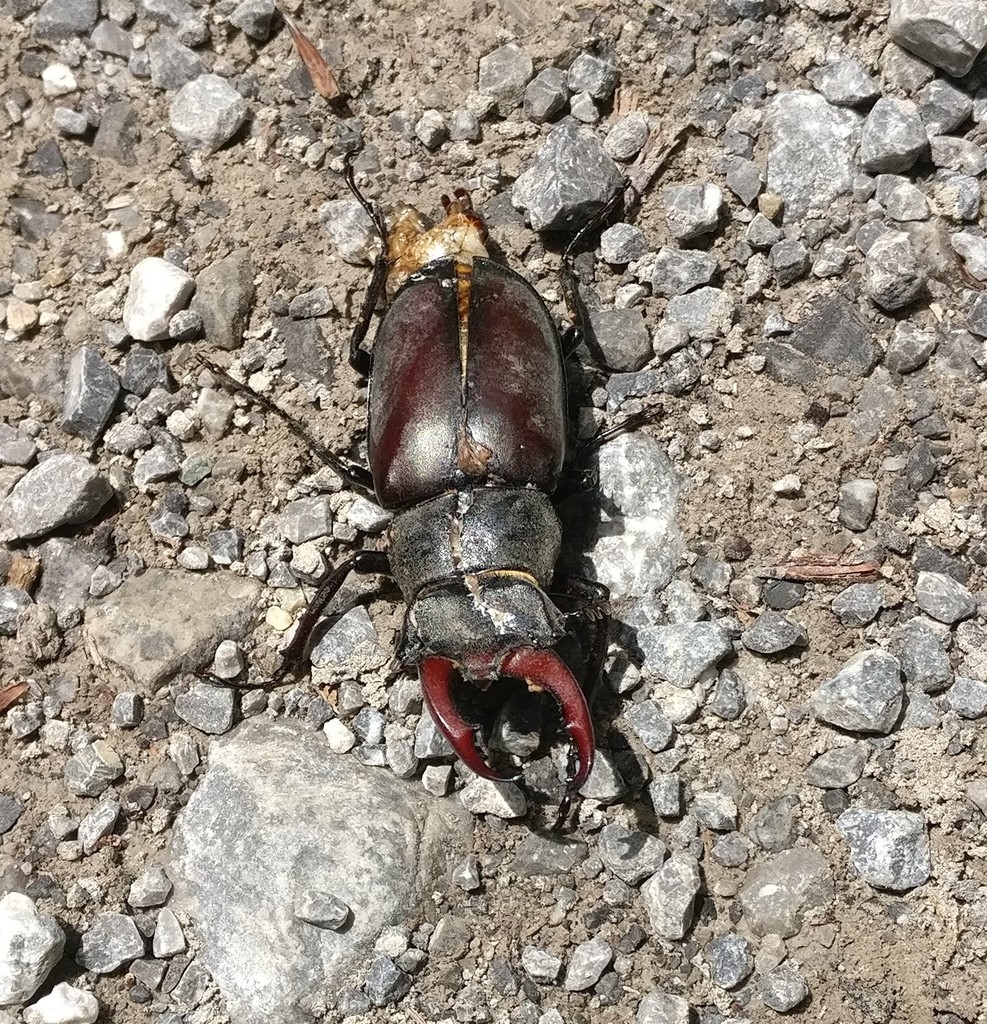 european-stag-beetle-from-9490-vaduz-liechtenstein-on-july-04-2020-at