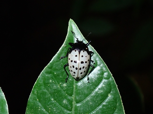 Erotylus nigronotatus · iNaturalist