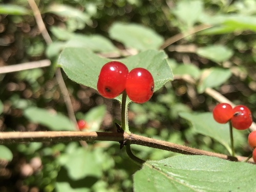 Paprastasis sausmedis nuotrauka