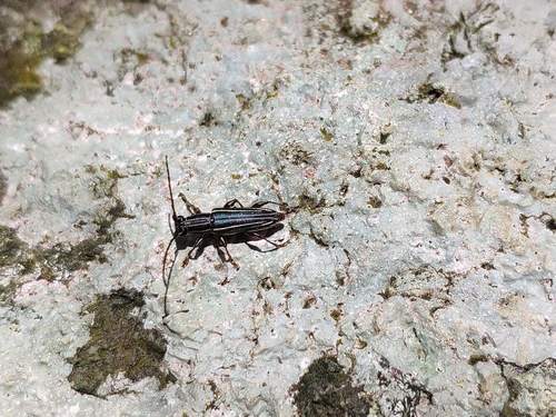 Iresioides perrieri