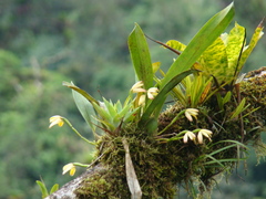 Maxillaria porrecta image