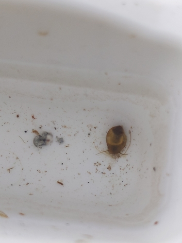 photo of Acute Bladder Snail (Physa acuta)