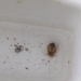 photo of Acute Bladder Snail (Physa acuta)