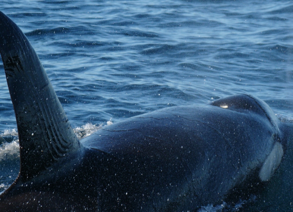 Orca from Ocotal Beach, Guanacaste, Costa Rica on January 4, 2011 by