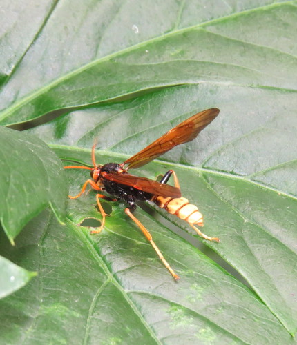 Trogus flavipennis