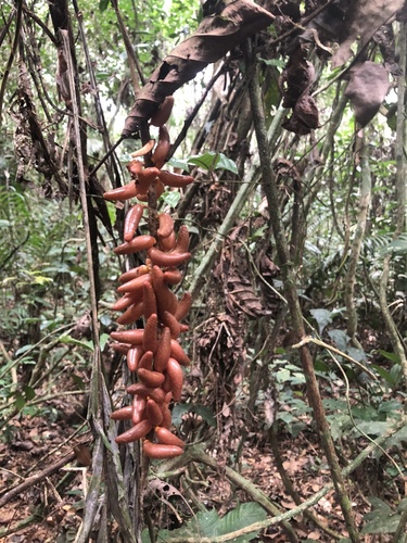 Podococcus Podococcus barteri – Benefits, Care & Growing Guide
