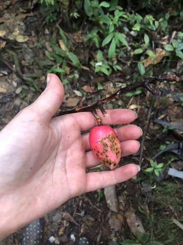 tamarillo