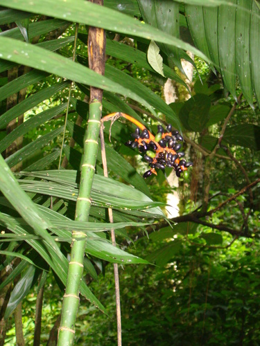 pacaya palm