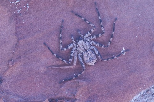 Selenops submaculosus