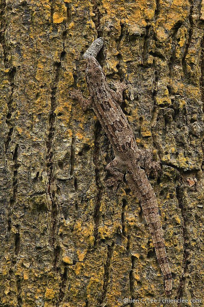 Frilled Gecko from Sandakan, Sabah, Malaysia on September 20, 2018 at ...