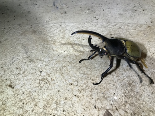 ヘルクレスオオカブト (Dynastes hercules) · iNaturalist