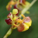 Oncidium poikilostalix - Photo (c) Rudy Gelis, all rights reserved, uploaded by Rudy Gelis