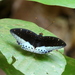 Common Archduke - Photo (c) Neo Tiang Pee, all rights reserved, uploaded by Neo Tiang Pee
