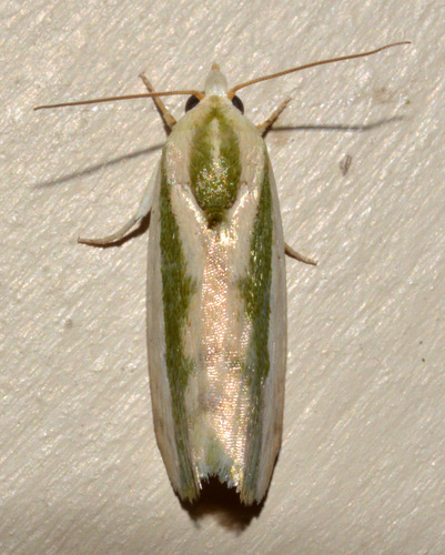 Earias vittella (Fabricius, 1794)