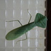 Asian Shield Mantis - Photo (c) Dhanushri Munasinghe, all rights reserved, uploaded by Dhanushri Munasinghe