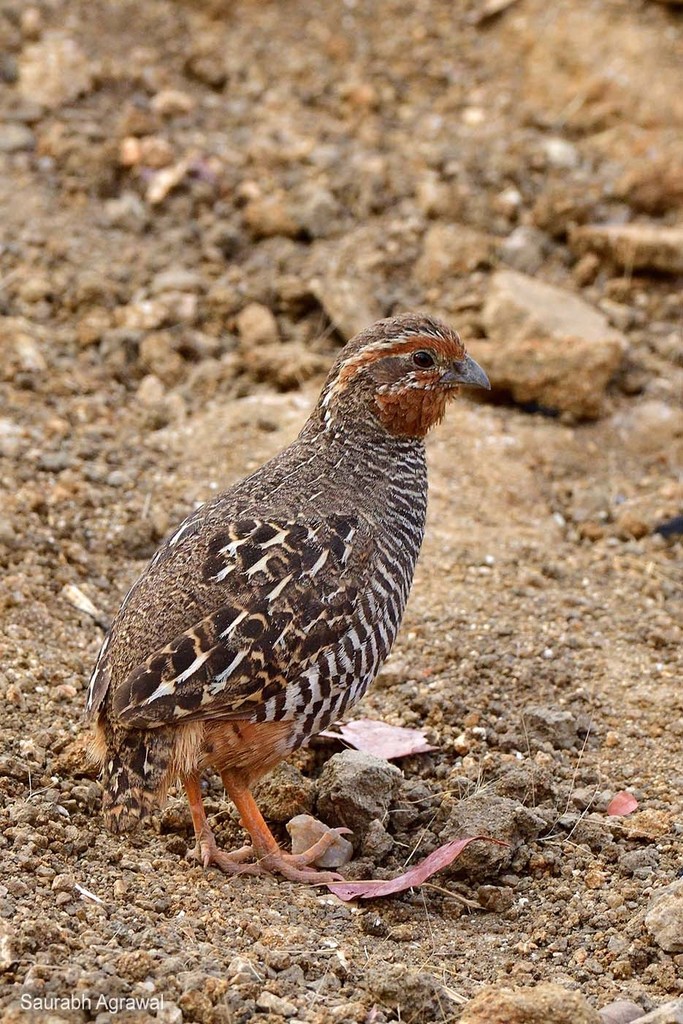 indian quail bird