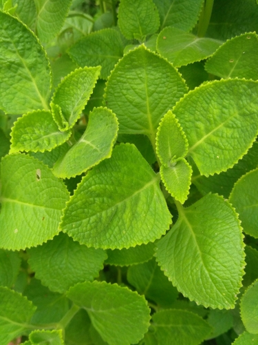 Woolly Plectranthus