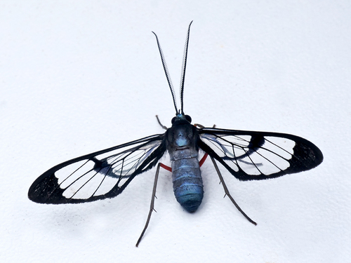 Mesothen caeruleicorpus