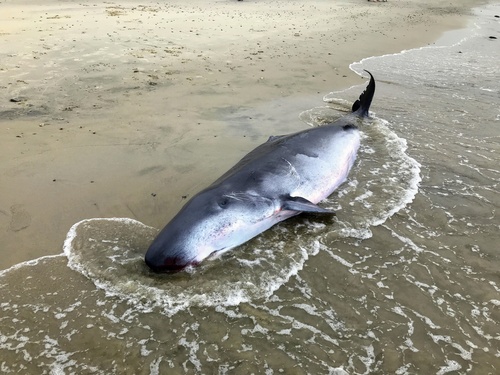 Pygmy Sperm Whale