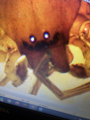 White sac spider