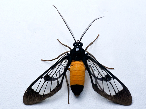 Cosmosoma stibosticta Butler, 1876