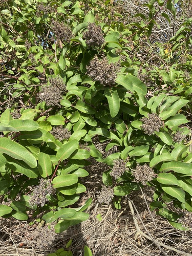 iNaturalist observation photo of laurel sumac