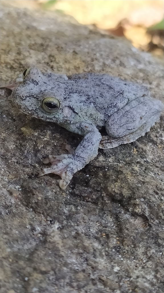 Leopard Tree Frog