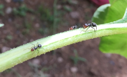 Camponotus brevis image