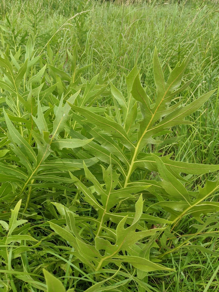 compass plant from Grand River Township, MO, USA on July 9, 2020 at 11: ...
