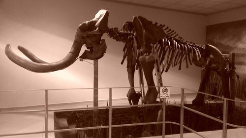Columbian Mammoth (Mammuthus columbi) — Data Deficient Mammalia