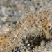 Observation photo