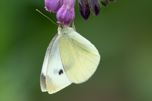Pieris rapae