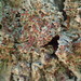 Eastern Ragged-rim Lichen - Photo (c) anthony brooks, all rights reserved, uploaded by anthony brooks