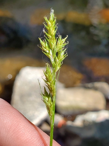 weak-nerved sedge (Carex infirminervia)