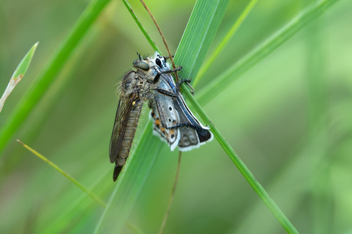 Didysmachus picipes