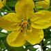 Cassia leptophylla - Photo (c) Beth Redmond-Jones, todos los derechos reservados, uploaded by Beth Redmond-Jones