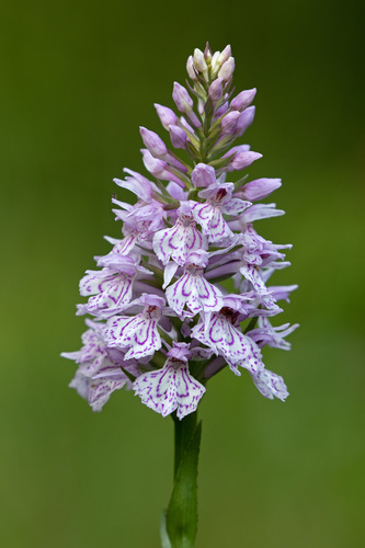 Dactylorhiza maculata