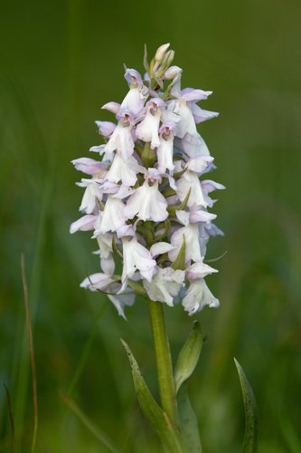 Dactylorhiza majalis