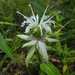 Ouachita Beebalm - Photo (c) Eric Hunt, all rights reserved, uploaded by Eric Hunt