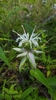 Ouachita Beebalm - Photo (c) Eric Hunt, all rights reserved, uploaded by Eric Hunt
