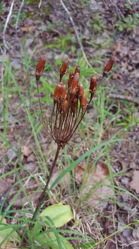 eastern shooting star