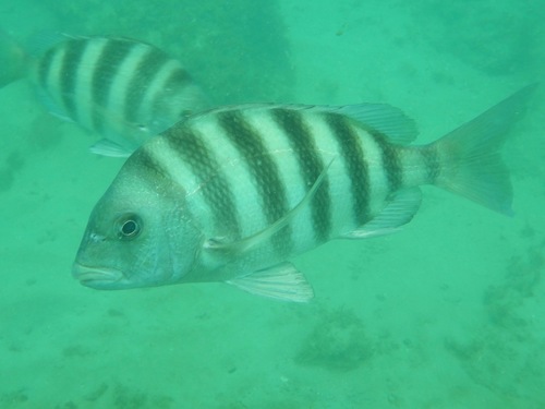 Sheepshead