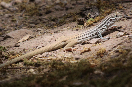 Rusty-rumped Whiptail