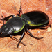 Green-bordered Ground Beetle - Photo (c) Robyn Waayers, all rights reserved, uploaded by Robyn Waayers